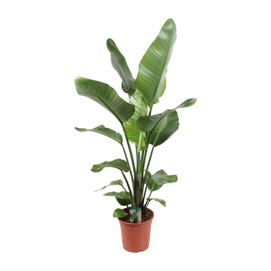 Strelitzia Nicolai 21 cm - Pflanzfix24