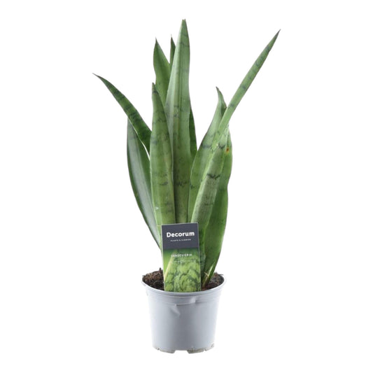 Sansevieria Spearmint Ø12cm 45cm | Pflanzfix24.de - Pflanzfix24.de