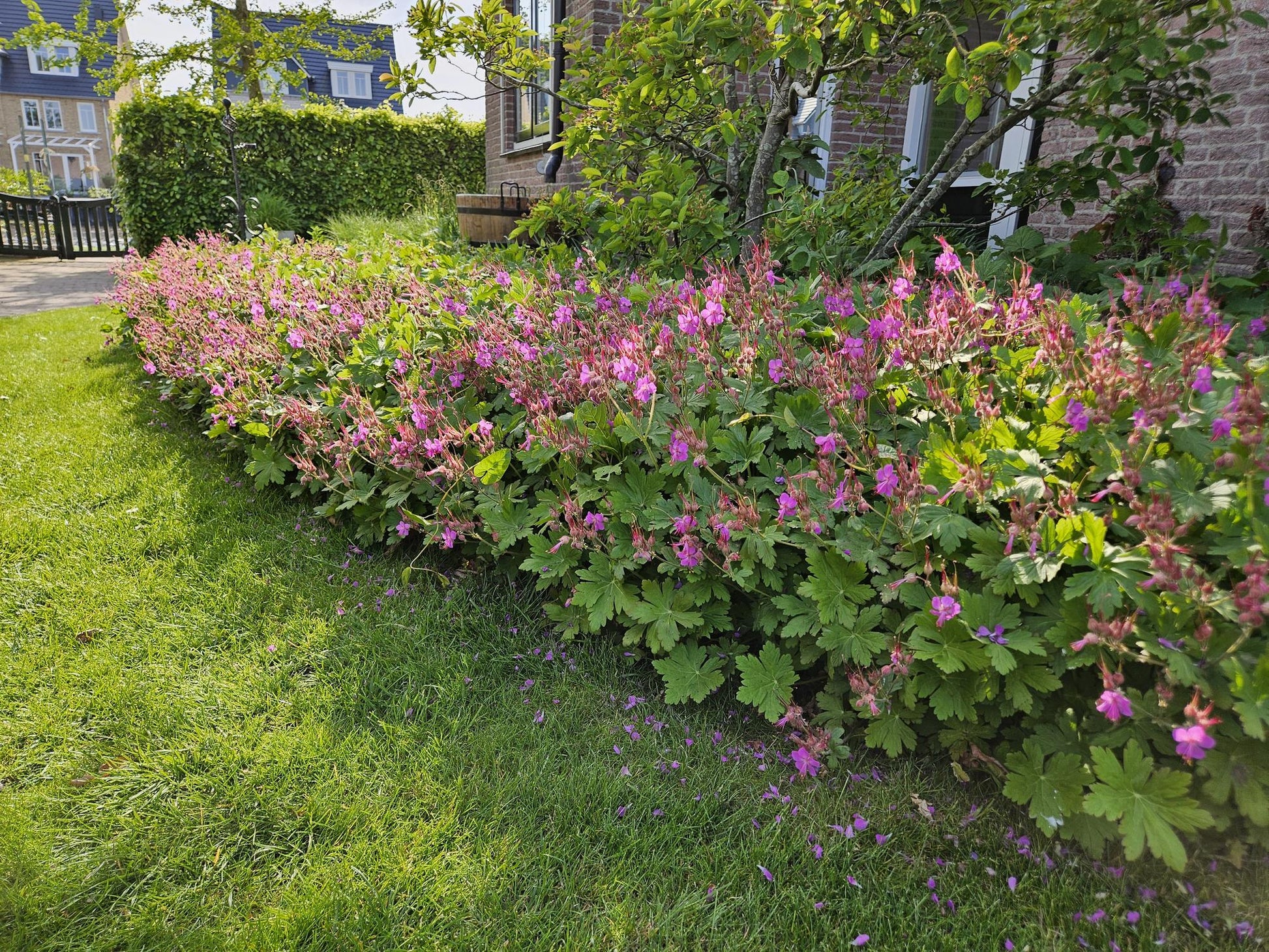 20x Robuste Geranium macrorrhizum von Pflanzfix24.de - ↕10-25cm - Ø9cm - Pflanzfix24.de