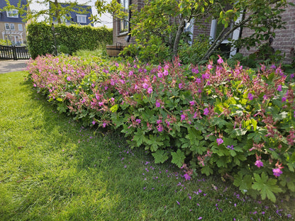 20x Robuste Geranium macrorrhizum von Pflanzfix24.de - ↕10-25cm - Ø9cm - Pflanzfix24.de