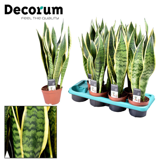 Sansevieria Laurentii - Ø14cm - pflanzfix24