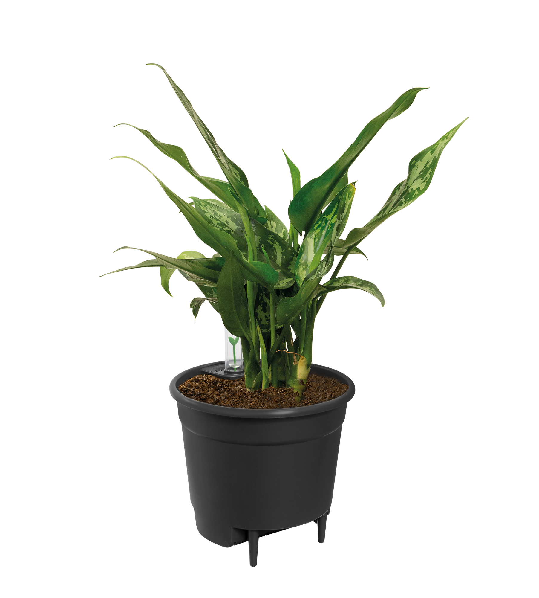 Self Watering Insert 24 cm | Pflanzfix24.de - Pflanzfix24.de