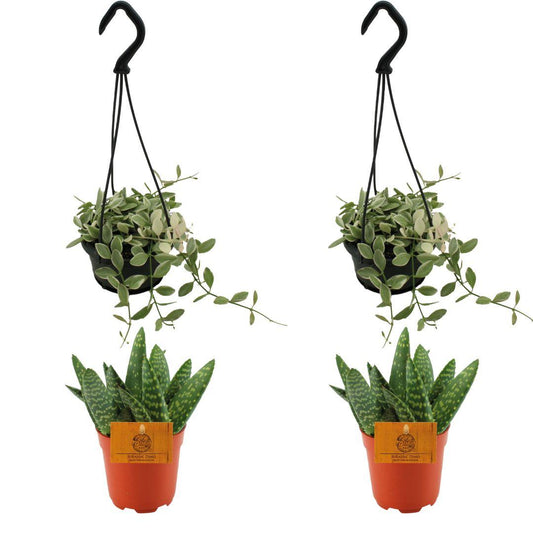 2x Aloe Paradisicum + 2x Dischidia Ionatha - 4 stuks - Ø10.5cm - ↕10cm - Pflanzfix24