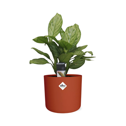 Aglaonema Christina in ELHO b.for soft rond 14cm brique - Pflanzfix24