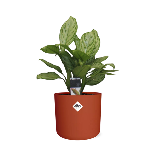 Aglaonema Christina in ELHO b.for soft rond 14cm brique - Pflanzfix24