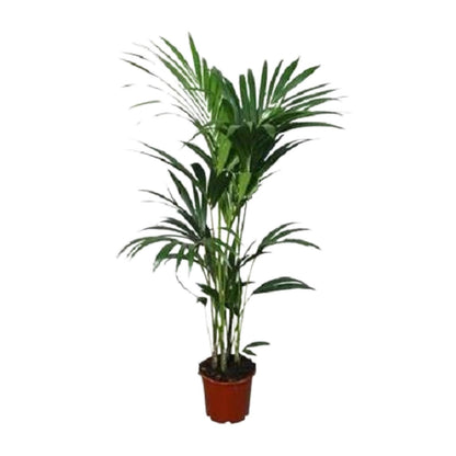 Kentia-Palme - Howea forsteriana - Ø21cm - ↕120cm - Pflanzfix24.de - Pflanzfix24.de