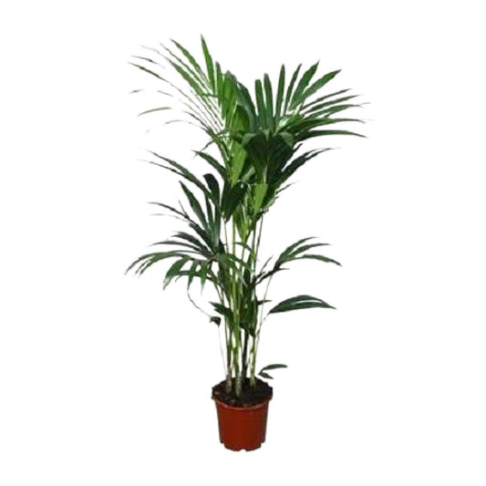 Kentia-Palme - Howea forsteriana - Ø21cm - ↕120cm - Pflanzfix24.de - Pflanzfix24.de