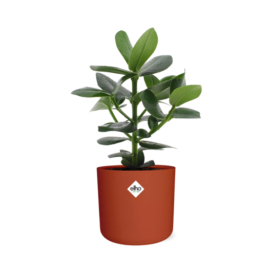 Clusia Princess in ELHO b.for soft rond 14cm brique - Pflanzfix24