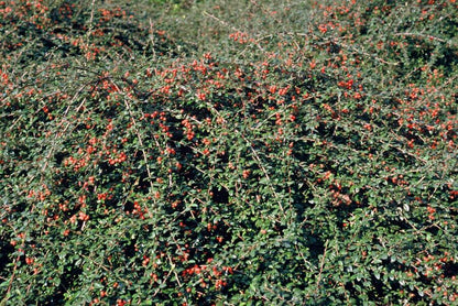 20x Cotoneaster 'Coral Beauty' von Pflanzfix24.de - ↕10-25cm - Ø9cm - Pflanzfix24.de