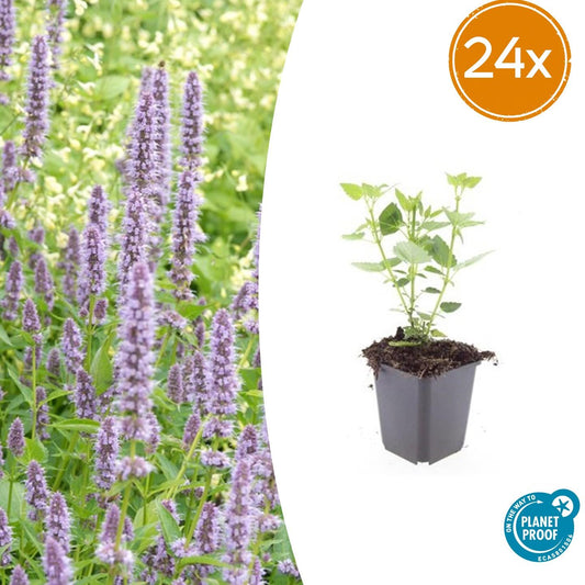 24x Agastache 'Blue Fortune' - Pflanzfix24