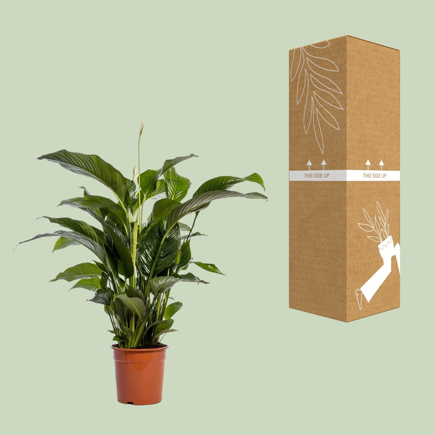 Friedenslilie Spathiphyllum Bellini – ca. 100 cm | Pflanzfix24.de - Pflanzfix24.de