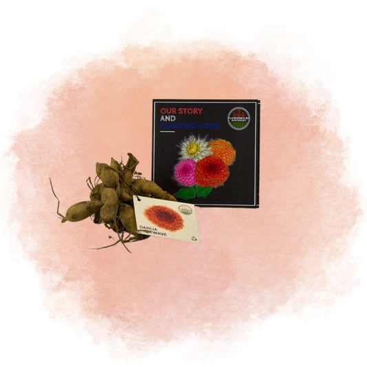 Dahlie Heatwave - Große Tiefrote Blumen - Pflanzfix24.de - Pflanzfix24.de