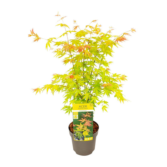 Acer palmatum Orange Dream - Ø19cm - ↕50cm - Pflanzfix24.de - Pflanzfix24.de