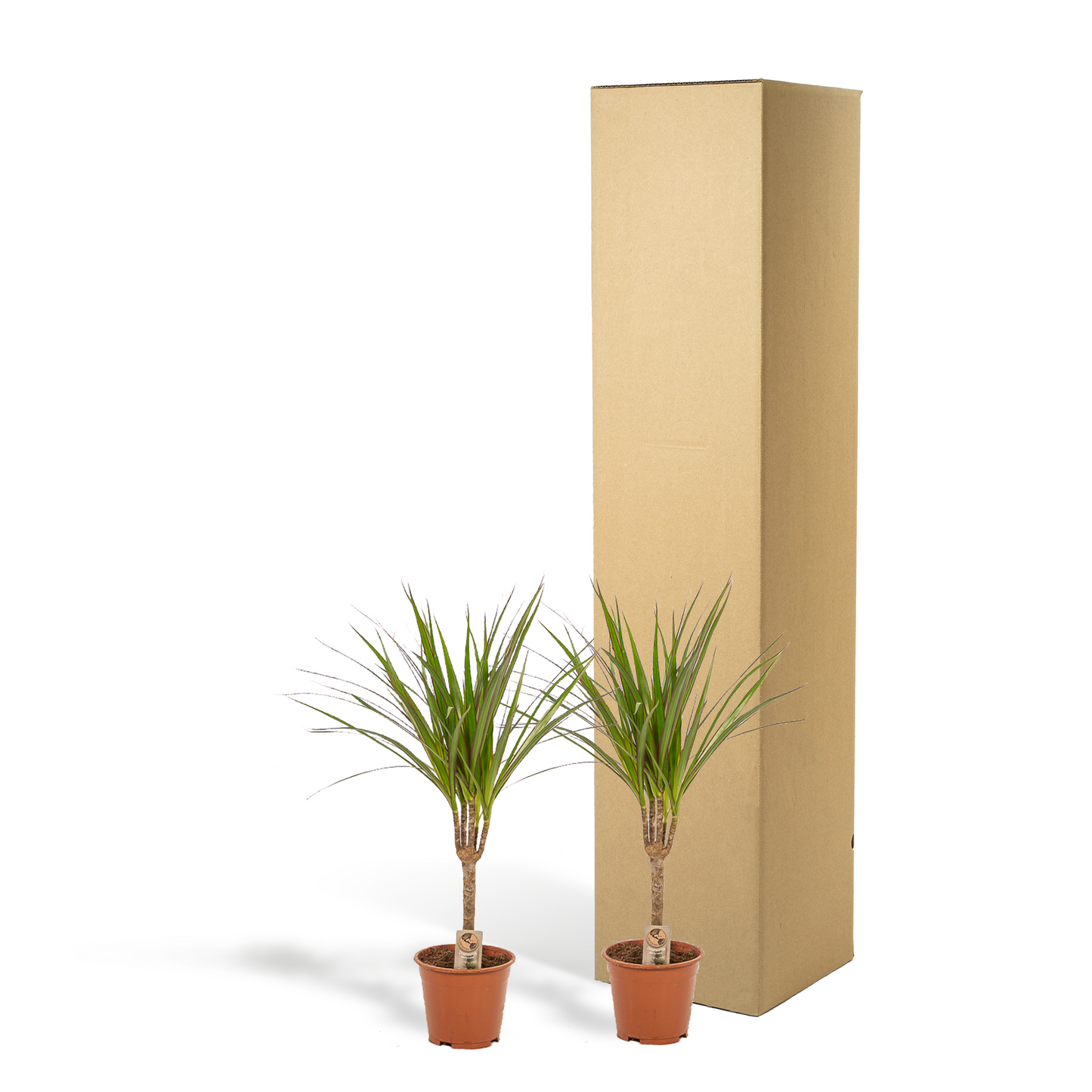 2x Dracaena - ↨60cm - Ø14cm - Pflanzfix24