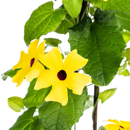 4x Thunbergia alata Sunny Susy Yellow Ø13 cm - ↕60 cm - Pflanzfix24