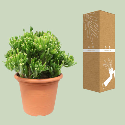 Crassula Hobbit - Ø23cm - ↕35cm - pflanzfix24