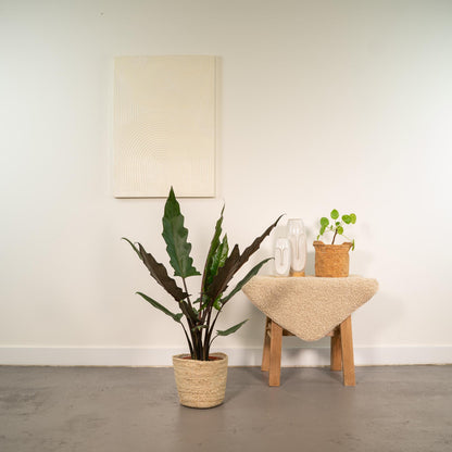 Alocasia Lauterbachiana - Ø19cm - ↕80cm + Korb Selin - Pflanzfix24.de - Pflanzfix24.de