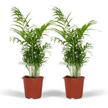 Chamaedorea Elegans (Mexikanische Bergpalme) - 2 Stücke - Pflanzfix24.de - Pflanzfix24.de