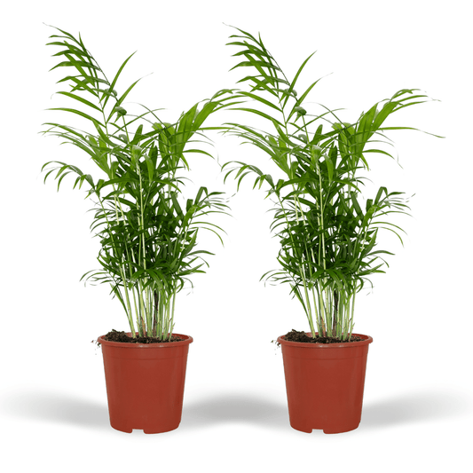 Chamaedorea Elegans (Mexikanische Bergpalme) - 2 Stücke - Pflanzfix24.de - Pflanzfix24.de