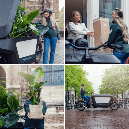Sansevieria im Glaszylinder 12cm – dekorativ | Pflanzfix24.de - Pflanzfix24.de