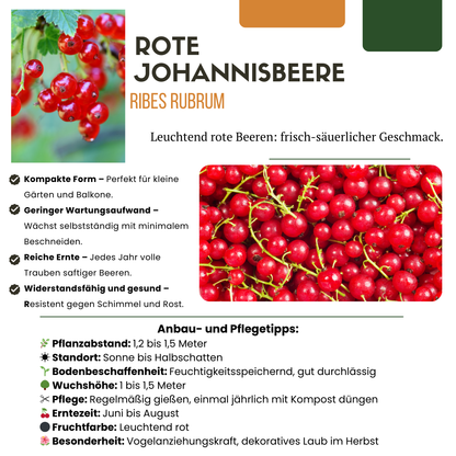 Früchteparadies BIO Obstpflanzen-Set – 4 Sorten | Pflanzfix24.de - Pflanzfix24.de