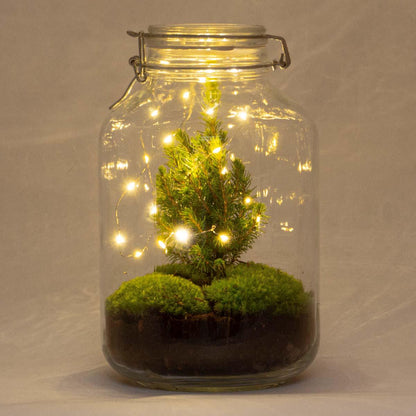 DIY Flaschengarten - Jar Christma - ↕ 28 cm - Pflanzfix24.de - Pflanzfix24.de