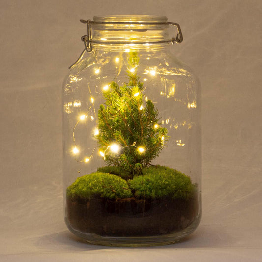 DIY Flaschengarten - Jar Christma - ↕ 28 cm - Pflanzfix24.de - Pflanzfix24.de