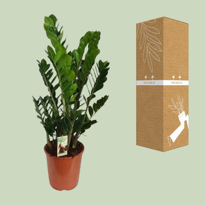 Zamioculcas Zamiifolia - Ø27cm - ↕100cm - Pflanzfix24