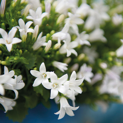 2x Campanula Addenda Ambella White in Berry-Dekotöpfen - Pflanzfix24