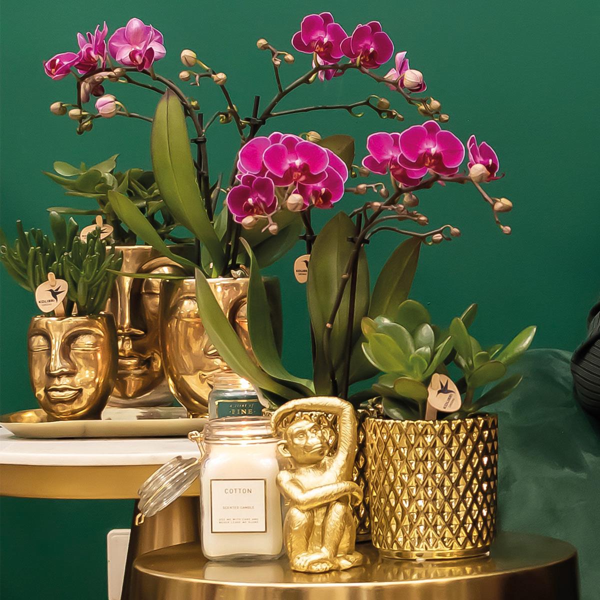 Lila Phalaenopsis Orchidee Mineral Wien + Diamond Gold Topf Ø9cm – Pflanzfix24.de - Pflanzfix24.de