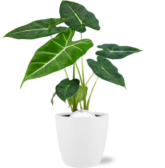 Alocasia Frydek - Ø12cm - ↕35cm + Pot Brussels D13,5x12,5cm - Weiß - Pflanzfix24.de - Pflanzfix24.de