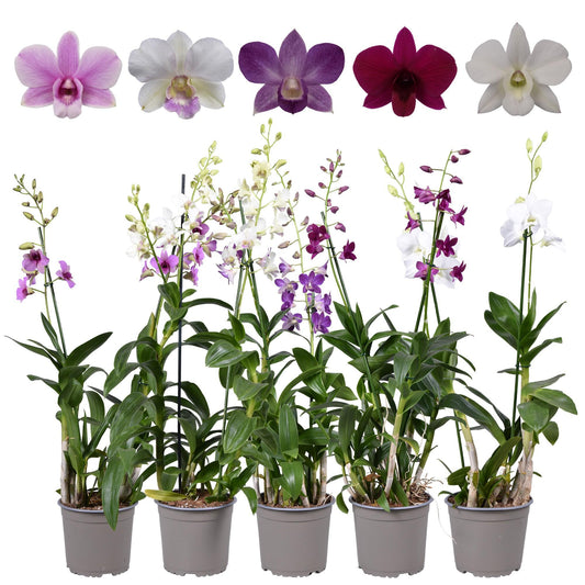 Dendrobium Toef 2 Tak 17 Cm Pot - Pflanzfix24