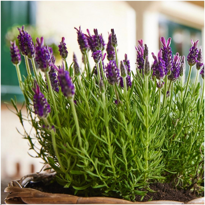6x Lavandula stoechas Anouk® - Set van 6 Franse Lavendels - Pflanzfix24.de - Pflanzfix24.de