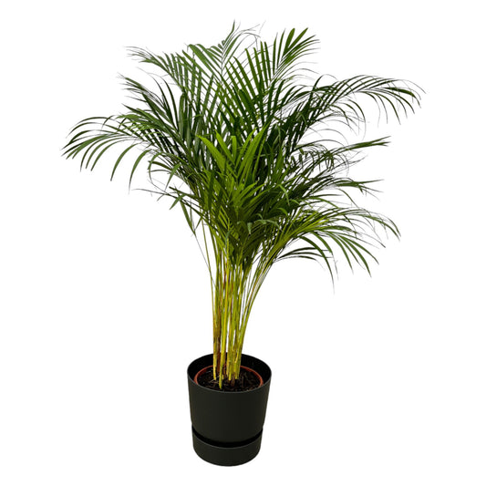 Areca-Palme 130 cm Ø24 cm mit elho Greenville Round Topf | Pflanzfix24