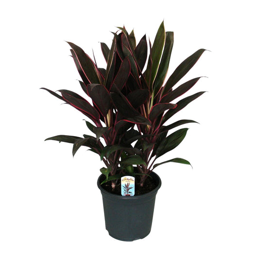 Cordyline Fruticosa Rumba - Ø19cm - ↕55cm - Pflanzfix24