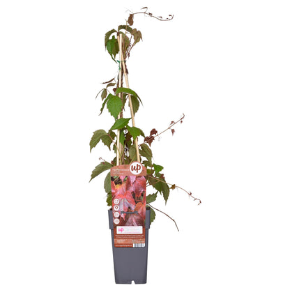 Parthenocissus tricuspidata 'Veitch Boskoop' - Ø15cm - ↕65cm - Pflanzfix24