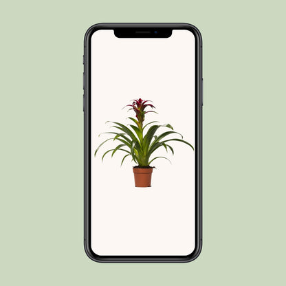 Guzmania Nextara - Ø12 ↕50 bei Pflanzfix24
