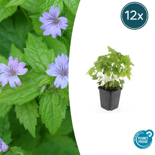 12x Geranium nodosum - ↕10-25cm - Ø9cm - Pflanzfix24