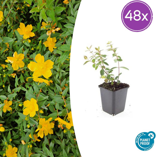 48x Hypericum dummeri 'Peter Dummer' - ↕10-25cm - Ø9cm - Pflanzfix24