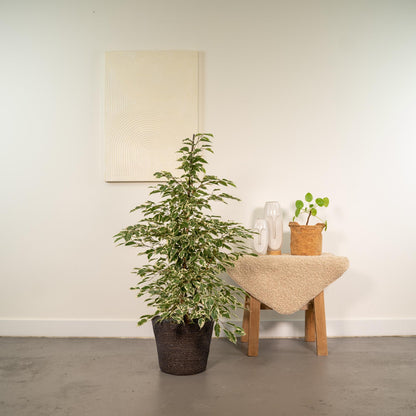 Ficus benjamina Twilight - Ø21cm - ↕95cm + Korb Igmar - Pflanzfix24