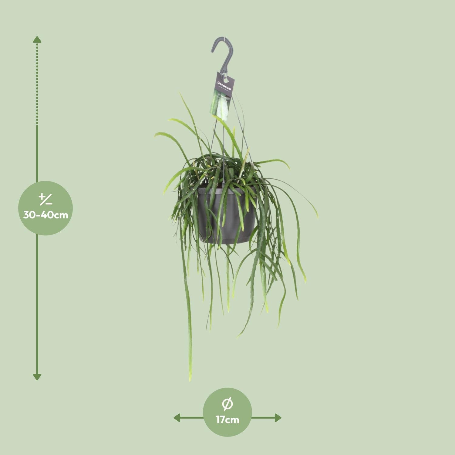 Lepismium Bolivianum – Kaktus 40 cm Ø17 | Pflanzfix24.de - Pflanzfix24.de