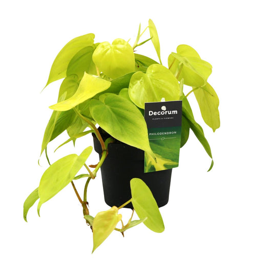 Philodendron Lime 12cm – pflegeleichte Zimmerpflanze | Pflanzfix24.de - Pflanzfix24.de