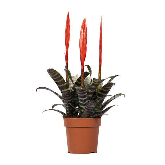 Vriesea Era Toef - Ø12cm - Pflanzfix24