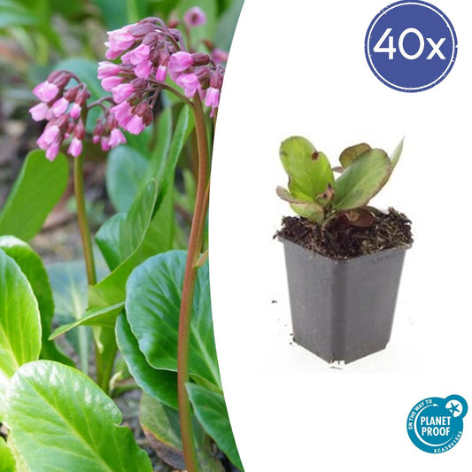 40x Bergenia cordifolia 'Herbstblüte' - 10-25cm - Ø9cm - Pflanzfix24
