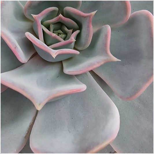 ROOTLESS Echeveria Lilacina Ø12-14cm in gelber Schale Ø20cm | Pflanzfix24