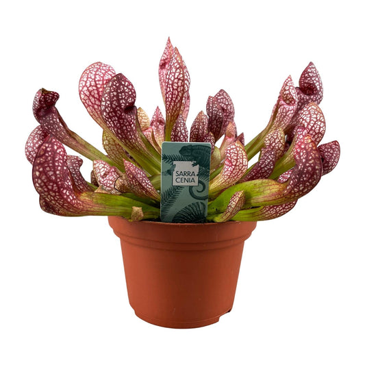 Sarracenia Scarlet Belle Fleischfressende Pflanze - Pflanzfix24