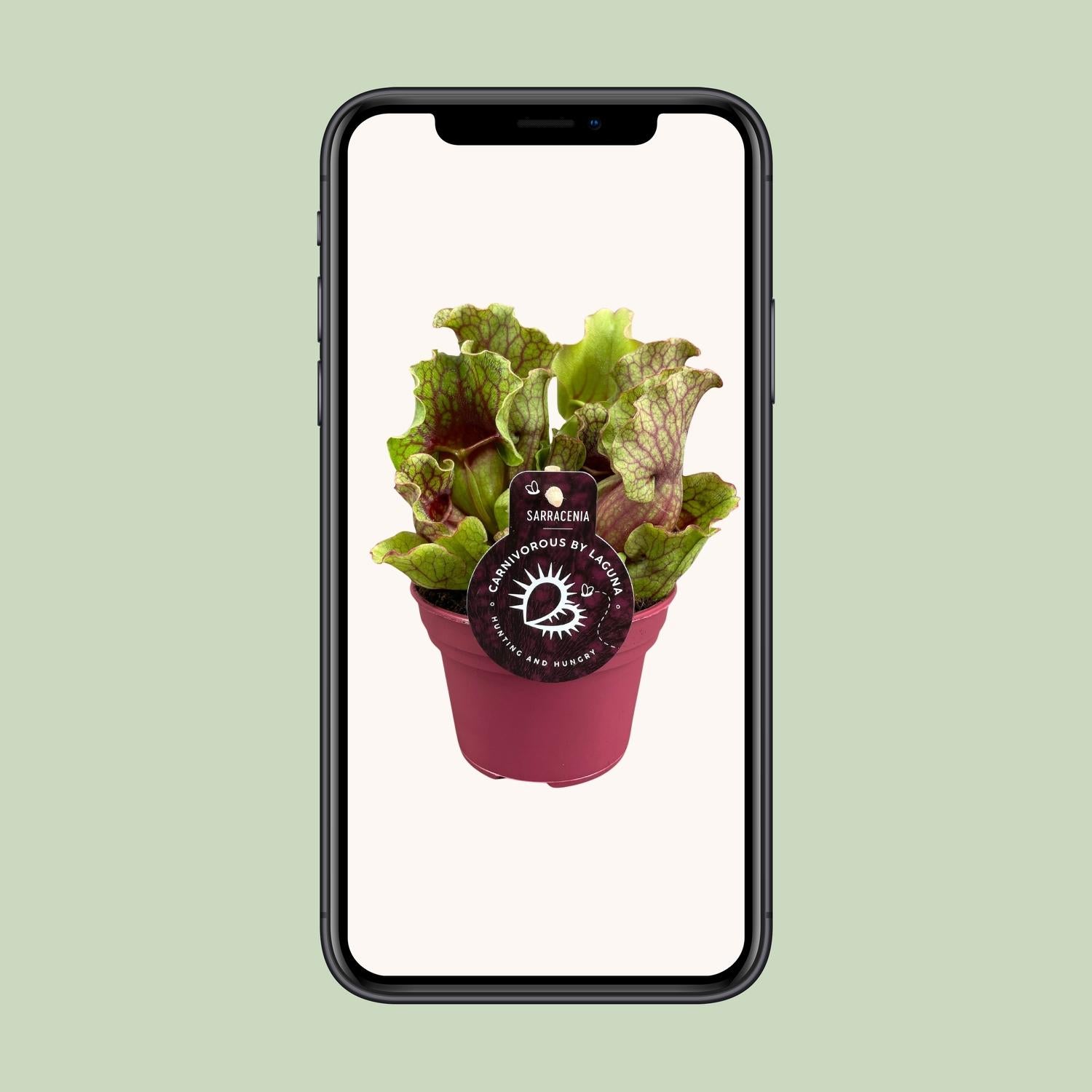 Sarracenia Schlauchpflanze Ø12cm – Fleischfresser – Pflanzfix24.de - Pflanzfix24.de