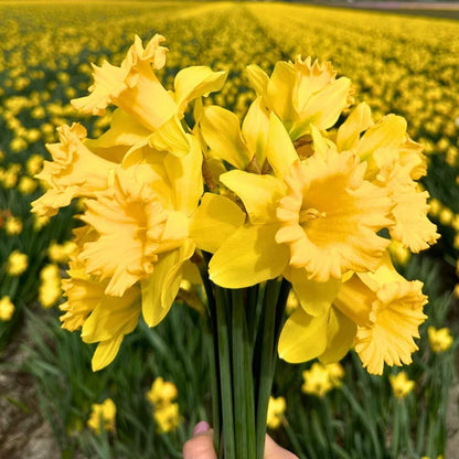 Pflanzfix24 - Super Narzissenmischung - 100 Blumenzwiebeln für farbenfrohe Blumenpracht - Größe 12/14