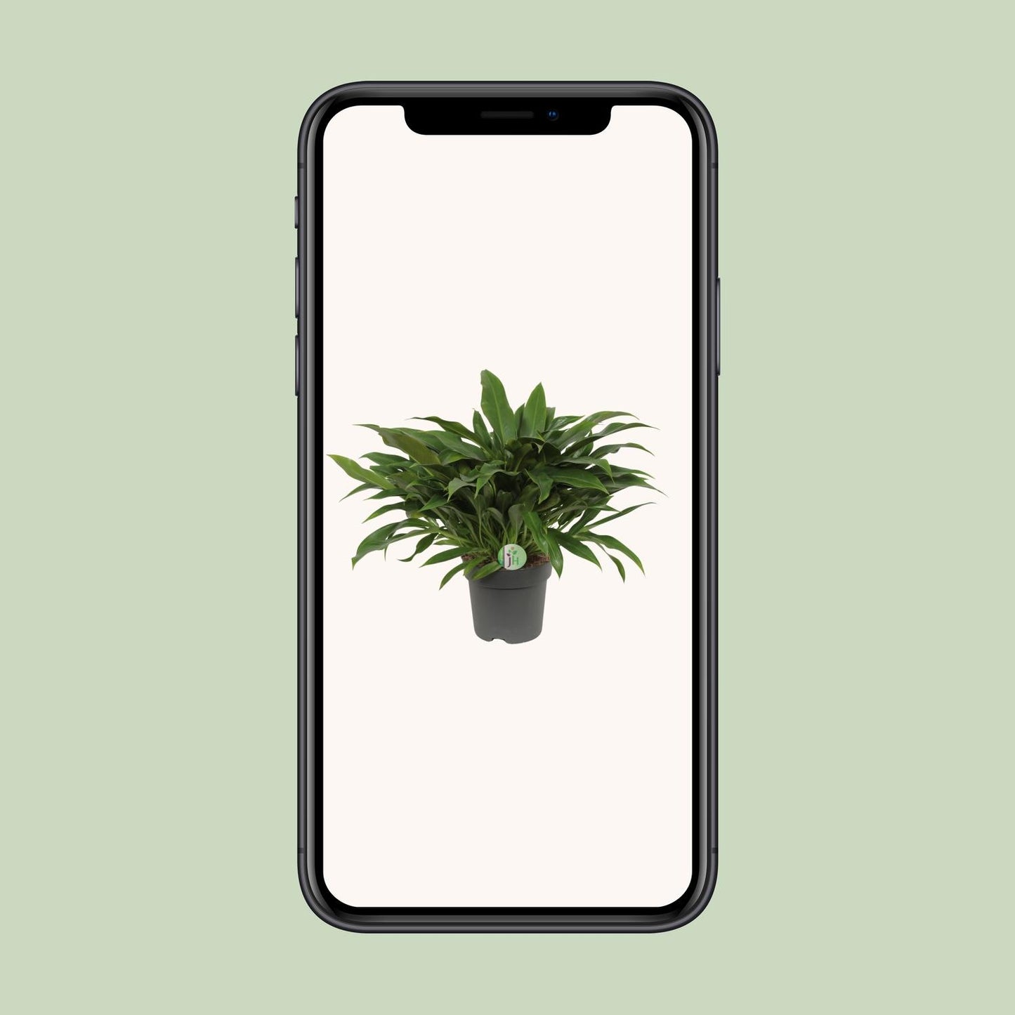 Philodendron Little Phil - Ø17cm - ↕45cm by Pflanzfix24