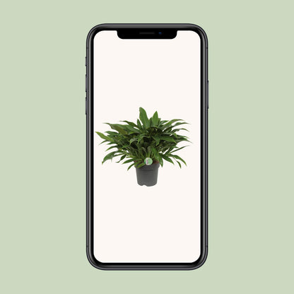 Philodendron Little Phil - Ø17cm - ↕45cm by Pflanzfix24